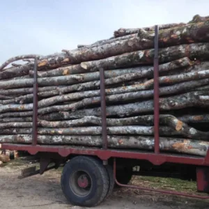 Camion de Bois en Grumes – 30 Stères (HÊTRE, CHÊNE, CHARME)