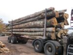 Hêtre en grume – Camion de 50 stères – 1 350€ TTC